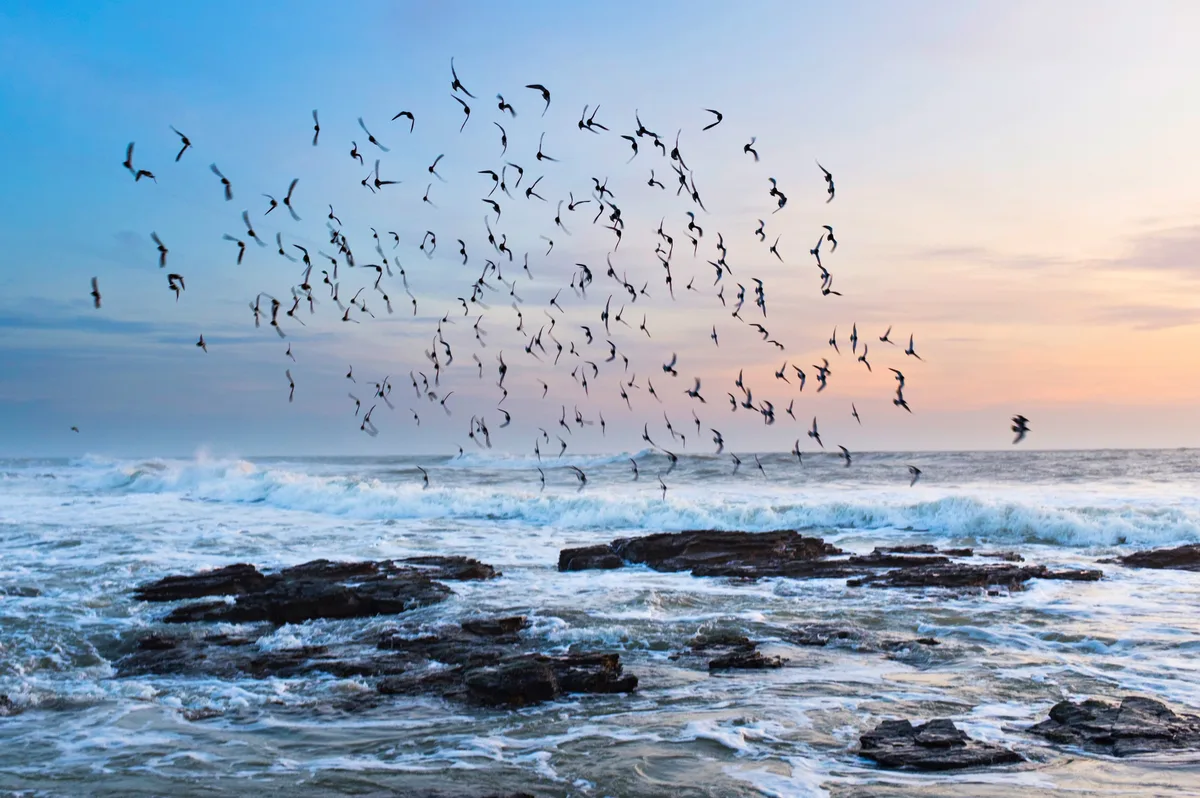 Vol d'oiseau à la pointe de Saint Gildas — Antoine Boureau