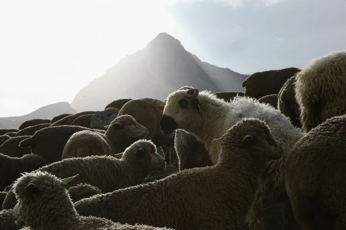 sheeps